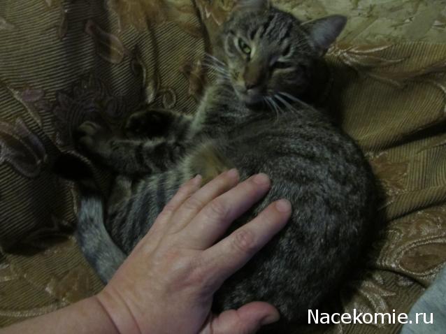 Дом Мечты Болталка: перезагрузка