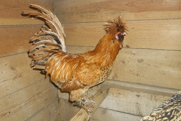 Cherchez la femme (болталка)