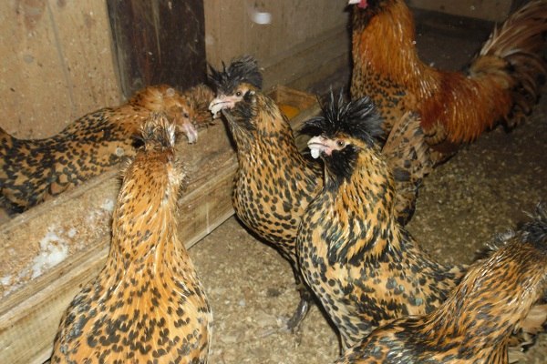 Cherchez la femme (болталка)