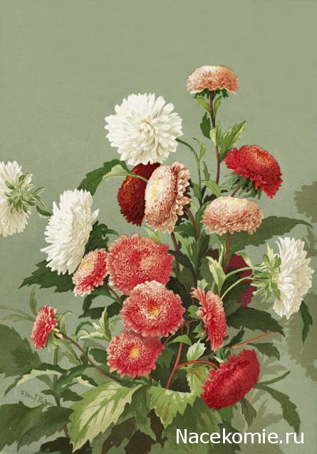 Дом Мечты наши дни рождения