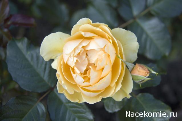 Наши Дни Рождения