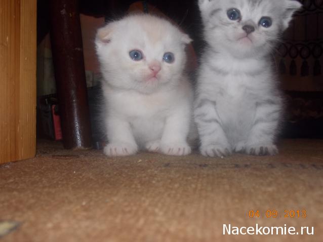 marino4ka1324 - Дом Мечты... Начало...