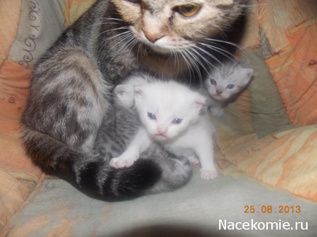 marino4ka1324 - Дом Мечты... Начало...