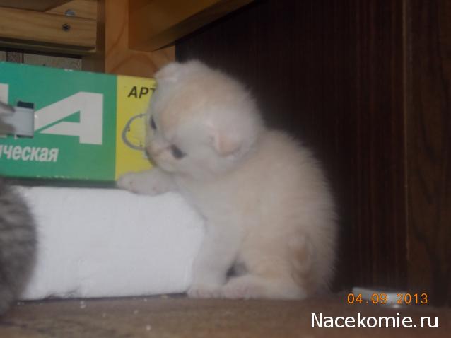 marino4ka1324 - Дом Мечты... Начало...