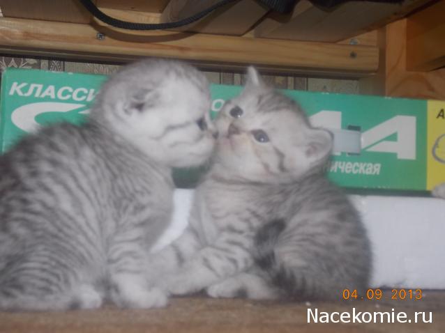 marino4ka1324 - Дом Мечты... Начало...