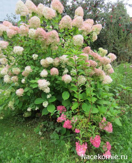 CTB-фантазии