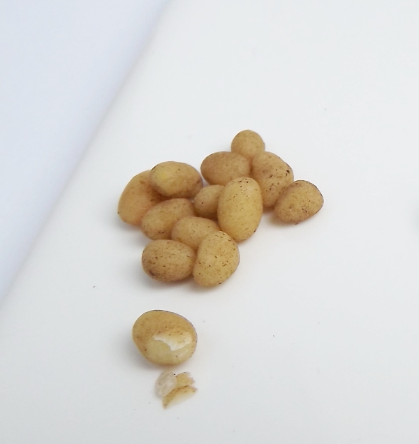 alelya - обо всем понемногу, или...