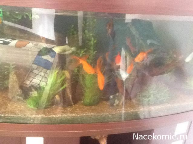 Cherchez la femme (болталка)