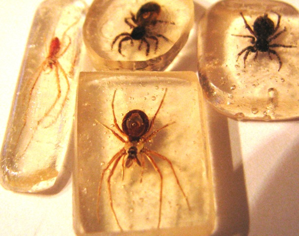 Самостоятельное коллекционирование насекомых