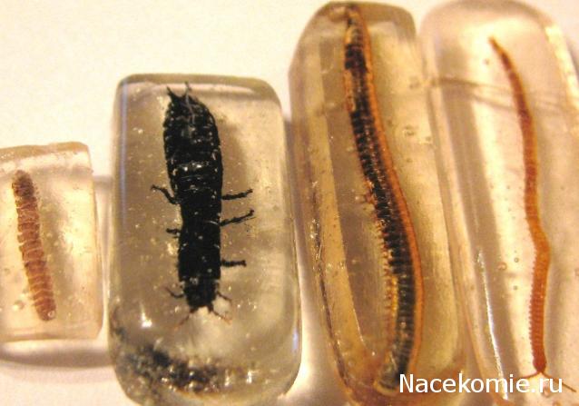 Самостоятельное коллекционирование насекомых