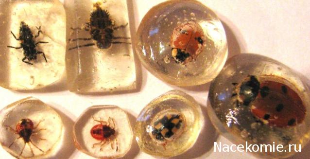 Самостоятельное коллекционирование насекомых