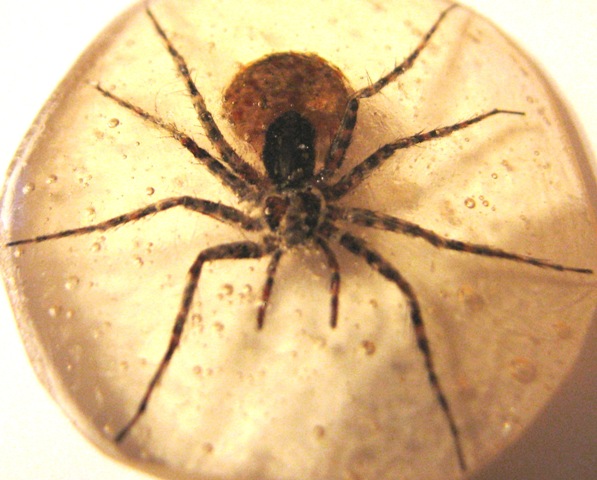 Самостоятельное коллекционирование насекомых