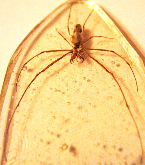 Самостоятельное коллекционирование насекомых