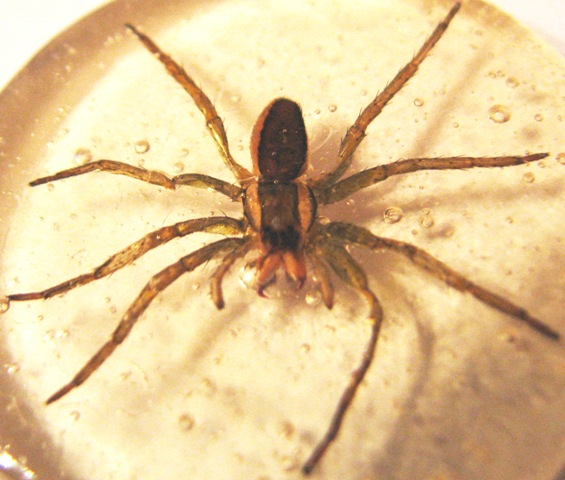 Самостоятельное коллекционирование насекомых