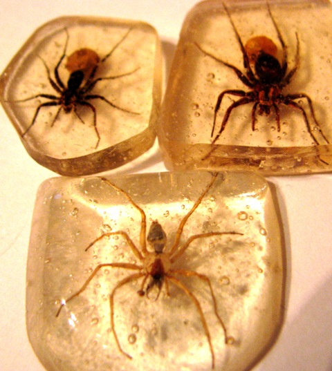 Самостоятельное коллекционирование насекомых