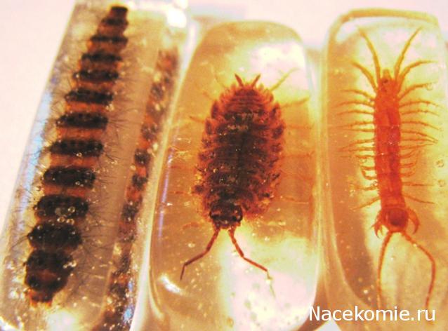 Самостоятельное коллекционирование насекомых