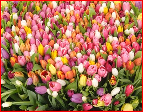 Наши Дни Рождения