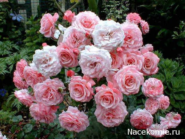 Дом Мечты наши дни рождения