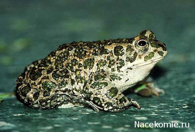 Полицейские Машины Мира - График выхода и обсуждение