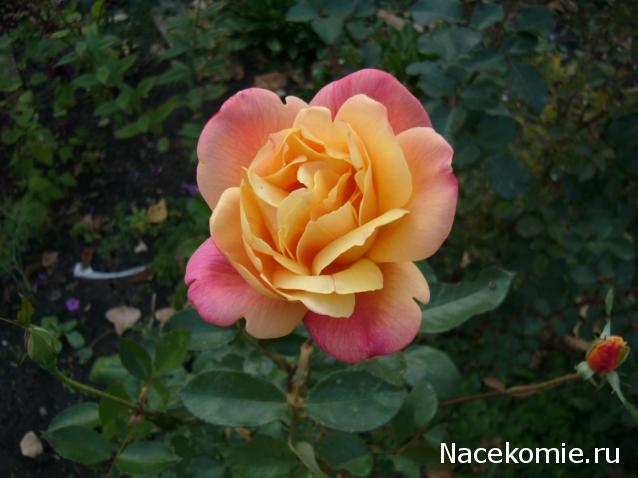 NataBasya - В мечтах о доме