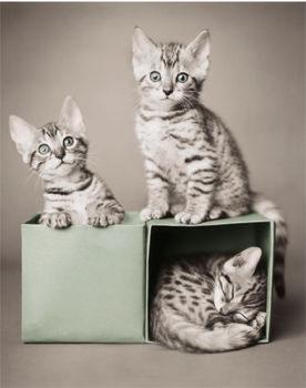 Дамы эпохи - Наши дни рождения