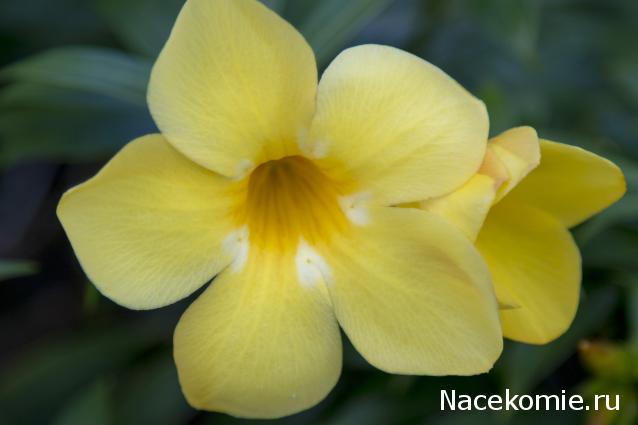 Наши Дни Рождения