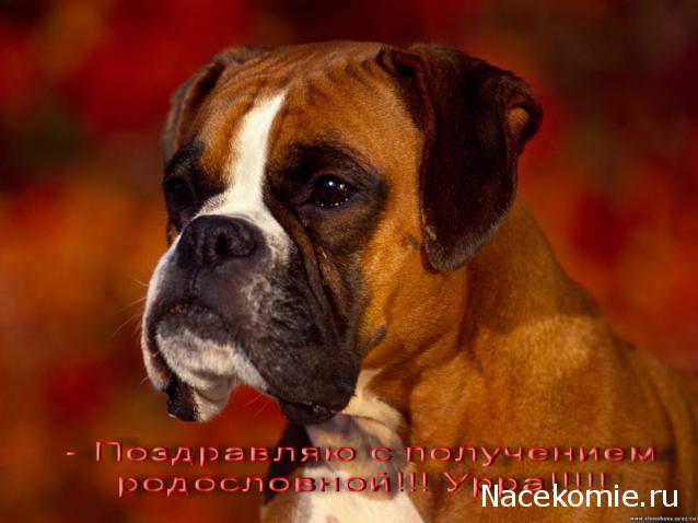 nataliMe - Викторианская эпоха. Взгляд из 21 века.