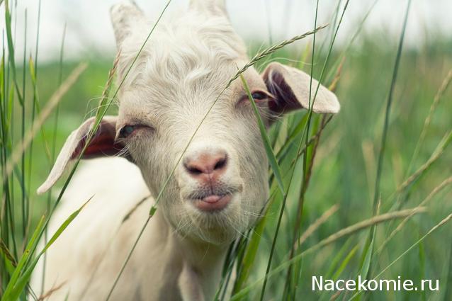 repLIka - Лучше поздно, чем никогда