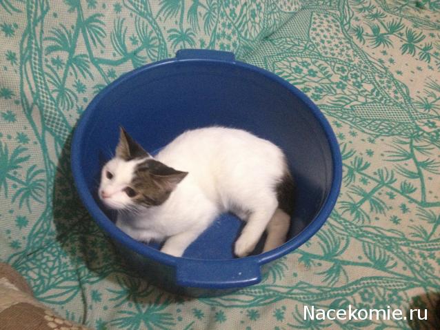 Стежок-за стежком-болталка вышивка крестом