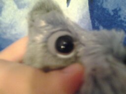 The Dog Collection Болталка