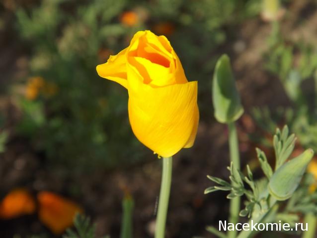 TanaAndreeva  Женские слабости