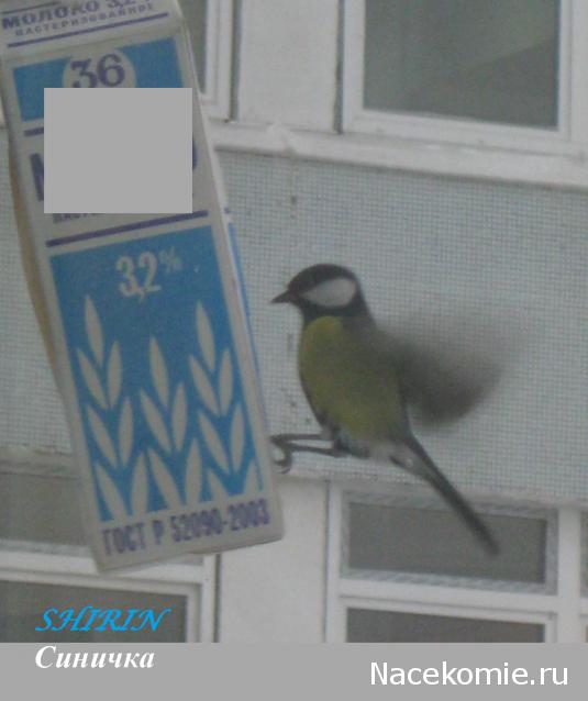 Shirin