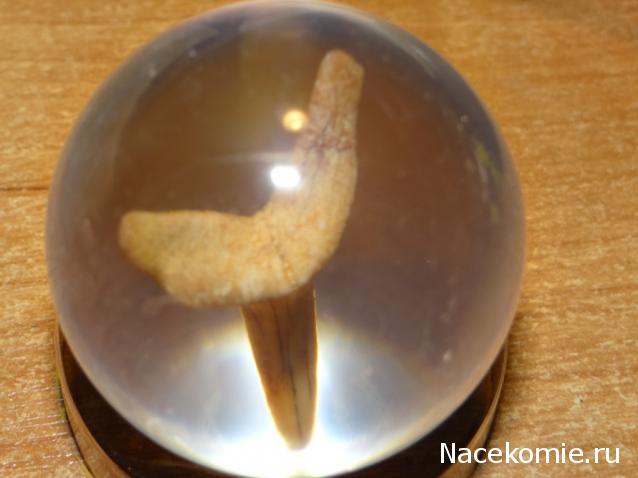 Чудеса Природы №1 - Окаменелый зуб акулы