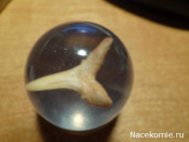 Чудеса Природы №1 - Окаменелый зуб акулы