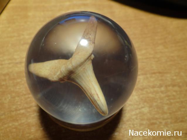 Чудеса Природы №1 - Окаменелый зуб акулы