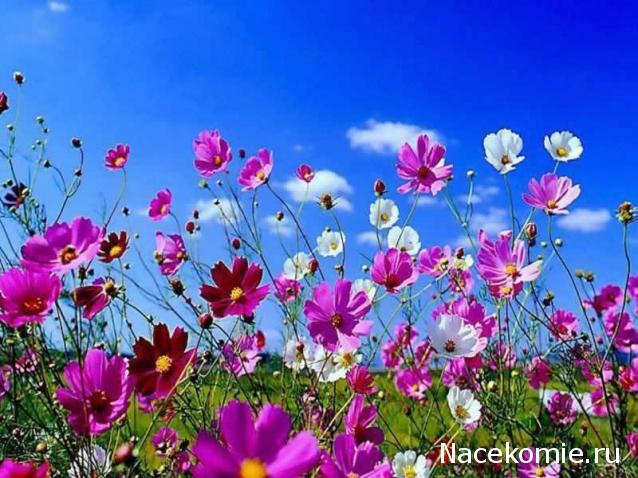 Дамы эпохи - Наши дни рождения