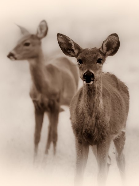 CTB-фантазии