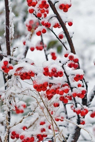 Eriden. Сперва жильцы, потом и домик