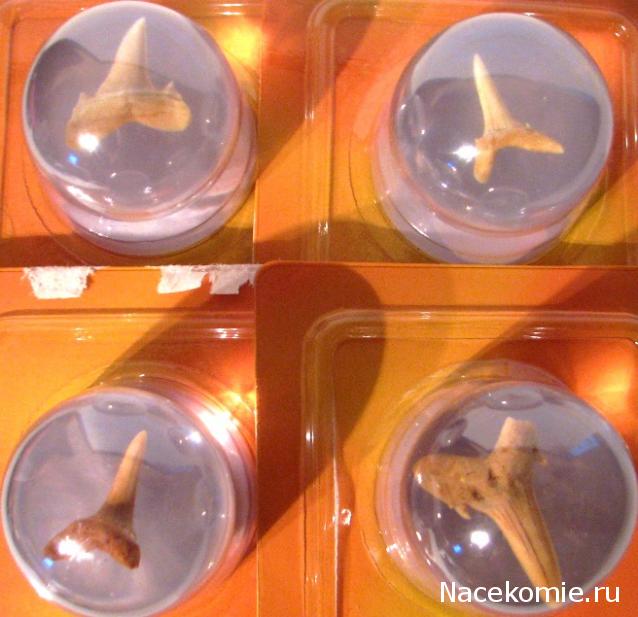 Чудеса Природы №1 - Окаменелый зуб акулы