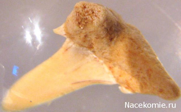 Чудеса Природы №1 - Окаменелый зуб акулы