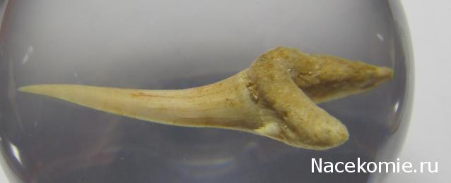 Чудеса Природы №1 - Окаменелый зуб акулы