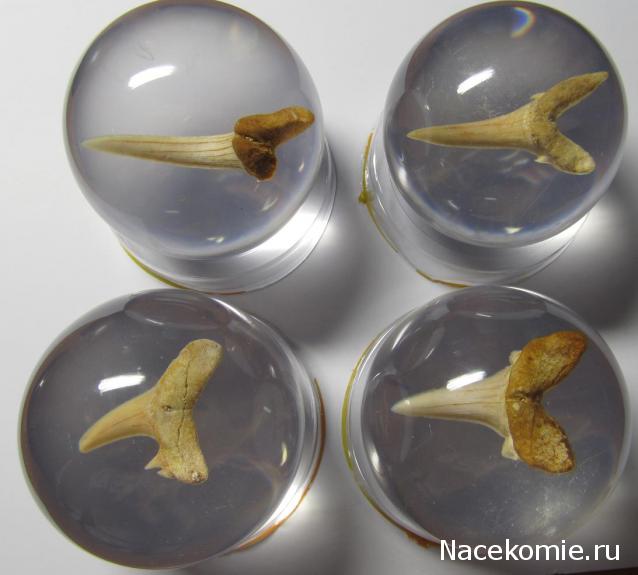 Чудеса Природы №1 - Окаменелый зуб акулы