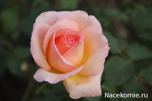 Наши Дни Рождения