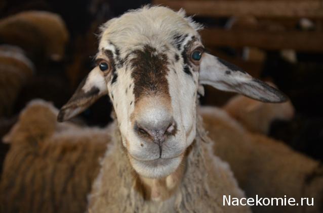 Дамы эпохи - Болталка №2 (соседняя палата)