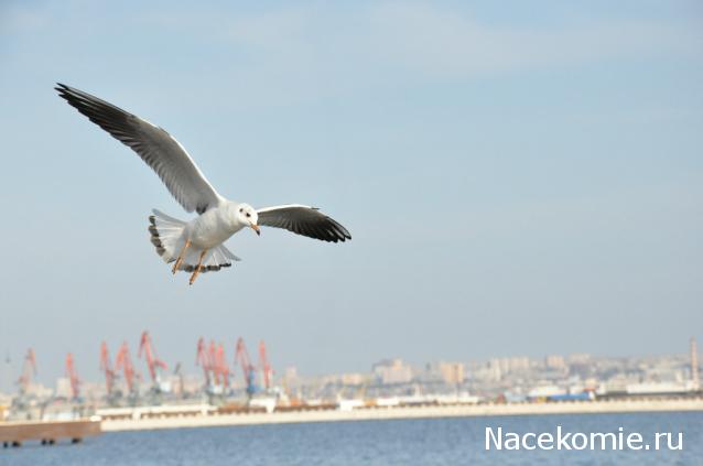 Дамы эпохи - Болталка №2 (соседняя палата)