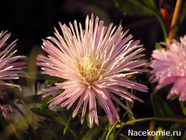 Дамы эпохи - Наши дни рождения