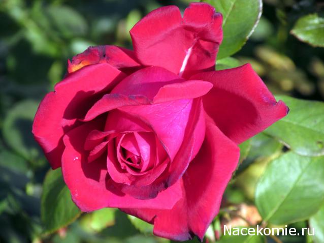 Дамы эпохи - Наши дни рождения