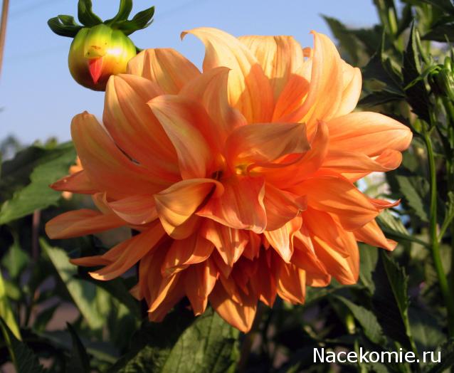 Дамы эпохи - Наши дни рождения