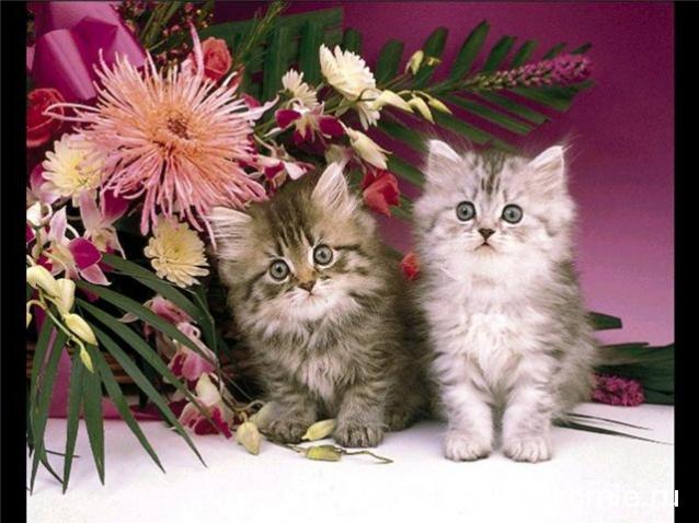 Наши Дни Рождения