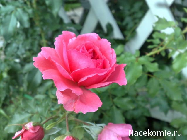 Наши Дни Рождения